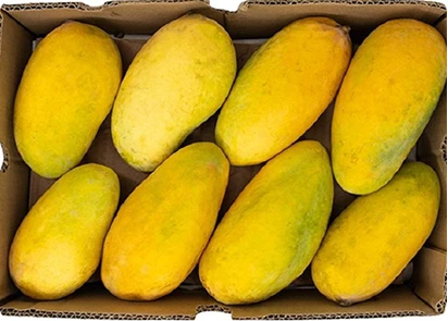 Sindhri mangoes